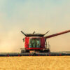 GMO-Free Wheat Breeds