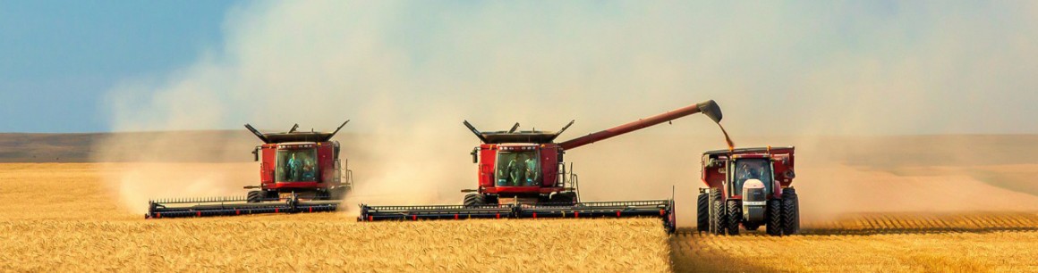 GMO-Free Wheat Breeds